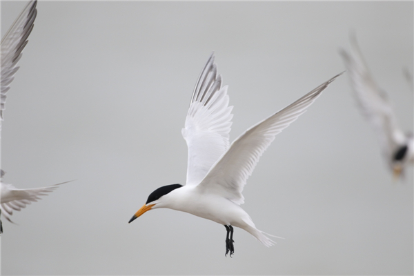 乐橙国际,湖南野生动物追踪,湖南卫星追踪器,湖南追踪器