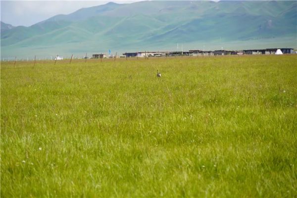 乐橙国际,湖南野生动物追踪,湖南卫星追踪器,湖南追踪器