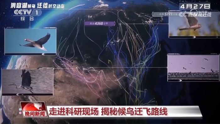 乐橙国际,湖南野生动物追踪,湖南卫星追踪器,湖南追踪器