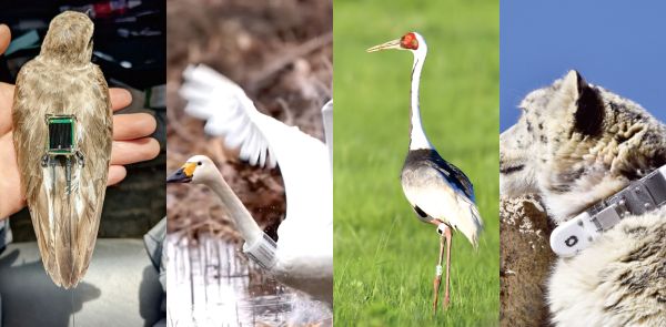 乐橙国际,湖南野生动物追踪,湖南卫星追踪器,湖南追踪器