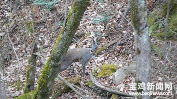 乐橙国际,湖南野生动物追踪,湖南卫星追踪器,湖南追踪器