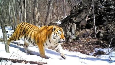 乐橙国际·lc8(中国游)官方网站