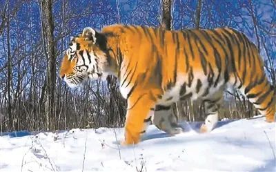 乐橙国际·lc8(中国游)官方网站