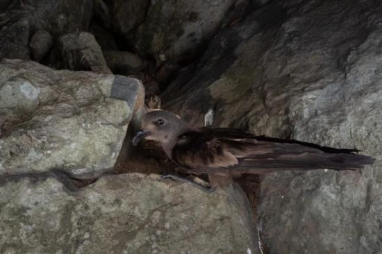 乐橙国际,湖南野生动物追踪,湖南卫星追踪器,湖南追踪器