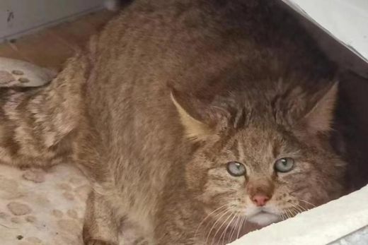 乐橙国际,湖南野生动物追踪,湖南卫星追踪器,湖南追踪器