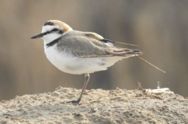 乐橙国际,湖南野生动物追踪,湖南卫星追踪器,湖南追踪器