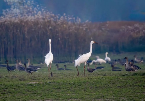乐橙国际,湖南野生动物追踪,湖南卫星追踪器,湖南追踪器